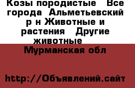 Козы породистые - Все города, Альметьевский р-н Животные и растения » Другие животные   . Мурманская обл.